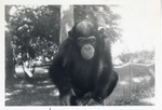 Chimpanzee crawling on a fence at Crandon Park Zoo