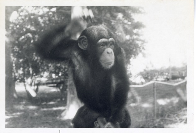 Chimpanzee waving while crawling across a fence at Crandon Park Zoo