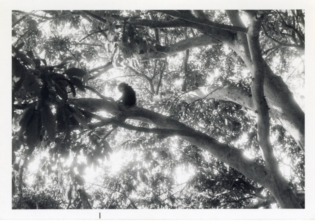 Chimpanzee seated on the branches of a tree in its enclosure at Crandon Park Zoo