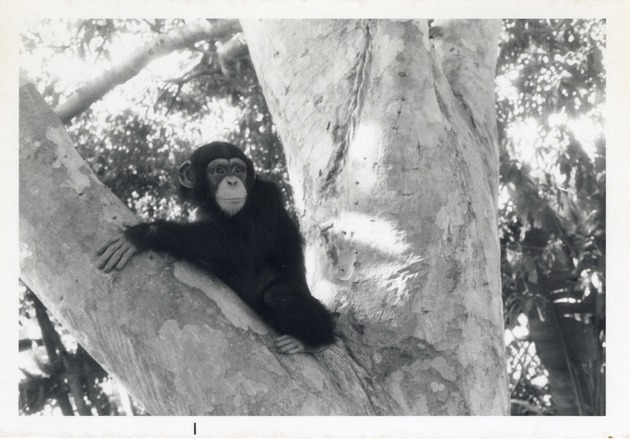 Chimpanzee seated against the trunk of a tree in its enclosure at Crandon Park Zoo