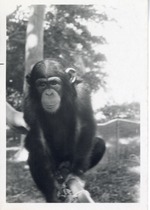 Chimpanzee crawling on top of a fence at Crandon Park Zoo