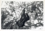 Chimpanzee dangling from branches at Crandon Park Zoo