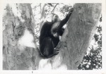 Chimpanzee reaching up to climb a tree at Crandon Park Zoo