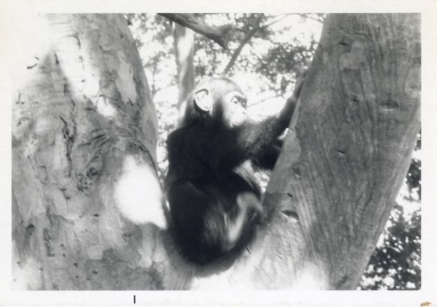 Chimpanzee resting in the tree of its enclosure at Crandon Park Zoo