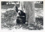 Chimpanzee playing with a stick seated at the base of a tree at Crandon Park Zoo