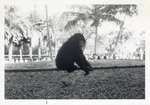Chimpanzee seated on a fence with visitors in the background at Crandon Park Zoo
