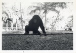 Chimpanzee standing on a fence with visitors in the background at Crandon Park Zoo
