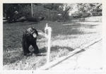 [1950/1970] Chimpanzee playing with water from a spigot with peacocks at Crandon Park Zoo