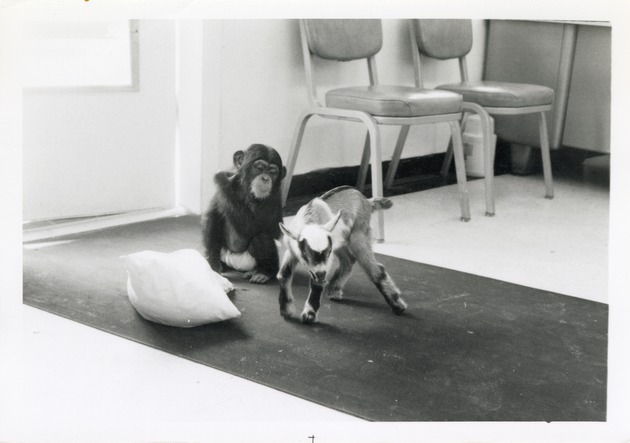 Young Chimpanzee playing with a goat at Crandon Park Zoo