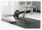 [1950/1970] Young Chimpanzee playing with a goat at Crandon Park Zoo