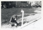 [1950/1970] Chimpanzee beside a spigot with peacocks in the background at Crandon Park Zoo