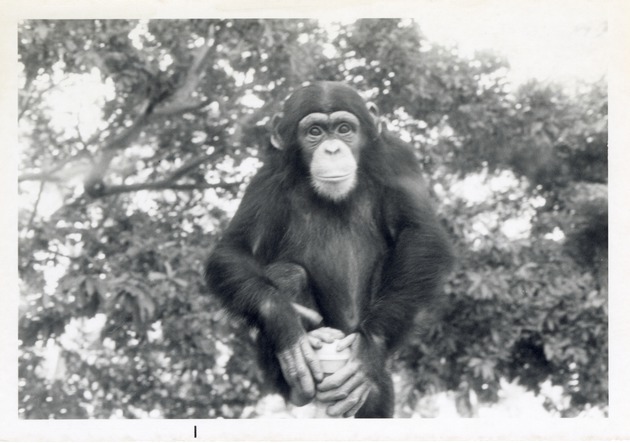 Chimpanzee seated on top of a fence post at Crandon Park Zoo