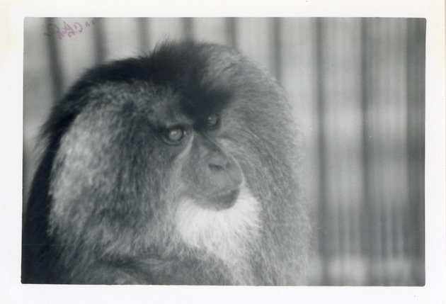 Lion-tailed macaque in its enclosure at Crandon Park Zoo