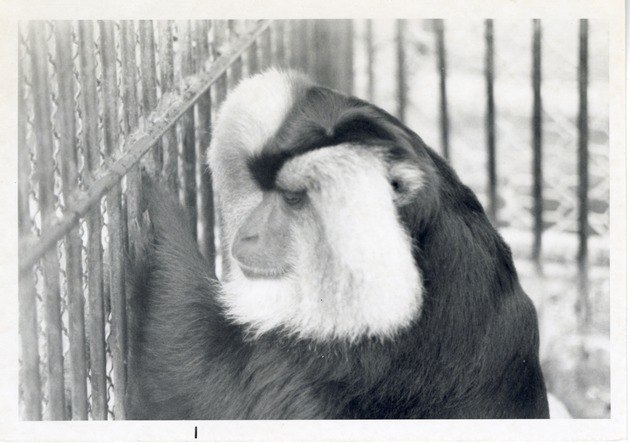 Lion-tailed macaque against the bars of its enclosure at Crandon Park Zoo