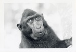 [1967] Young Celebes crested macaque Ralph at Crandon Park Zoo