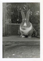Rabbit at Crandon Park Zoo