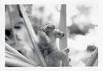 [1950/1970] Silky anteater crawling up leaves in its enclosure at Crandon Park Zoo