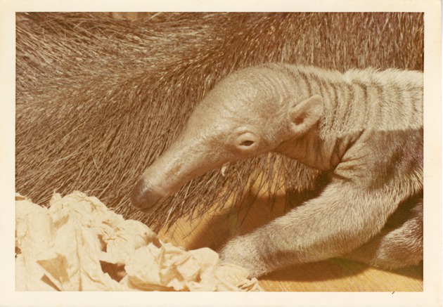Infant giant anteater beside an adult at Crandon Park Zoo