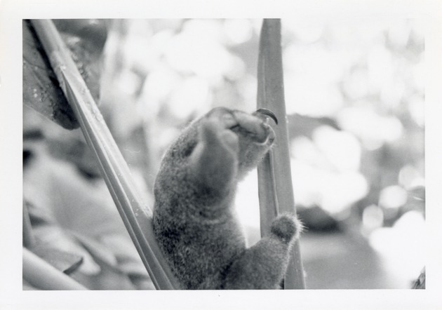 Silky anteater with its front arms raised sitting on leaves in its enclosure at Crandon Park Zoo