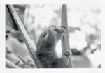 [1950/1970] Silky anteater with its front arms raised sitting on leaves in its enclosure at Crandon Park Zoo