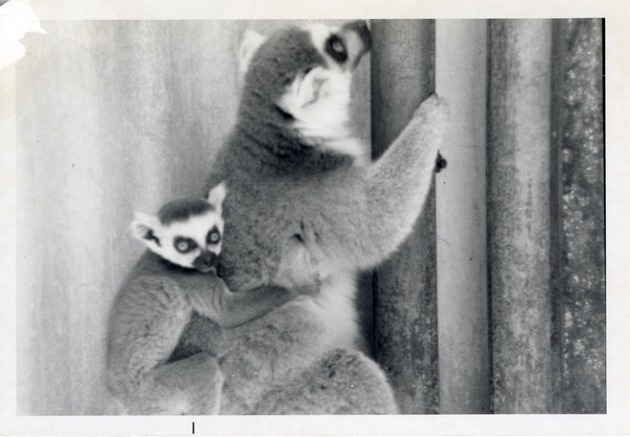 Mother and young ring-tailed lemurs in their enclosure at Crandon Park Zoo