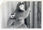 [1950/1970] Mother and young ring-tailed lemurs in their enclosure at Crandon Park Zoo