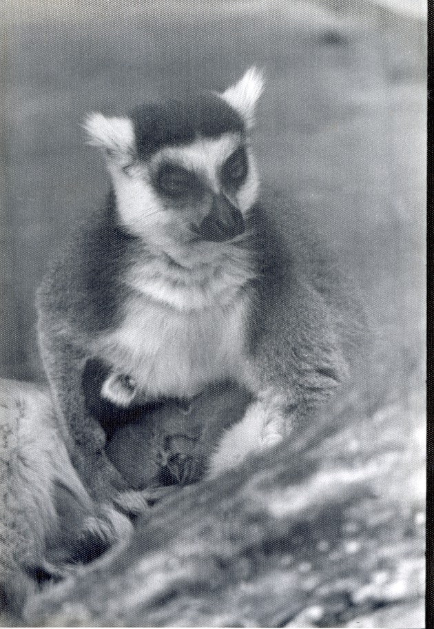Ring-tailed lemur seated in its enclosure nursing its young at Crandon Park Zoo