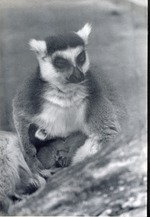 [1950/1970] Ring-tailed lemur seated in its enclosure nursing its young at Crandon Park Zoo