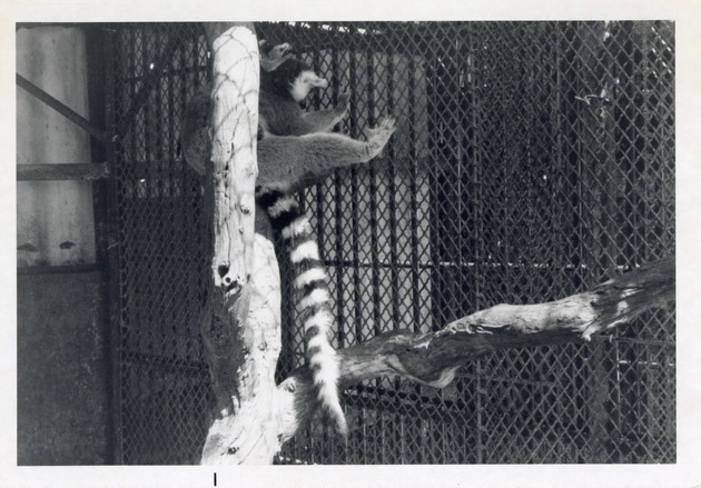 Mother and child ring-tailed lemurs climbing the fence in their enclosure at Crandon Park Zoo