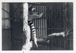 [1950/1970] Mother and child ring-tailed lemurs climbing the fence in their enclosure at Crandon Park Zoo