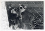 Adult and infant ring-tailed lemurs huddled together in their enclosure at Crandon Park Zoo