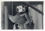 Mother with two young ring-tailed lemurs holding onto her at Crandon Park Zoo