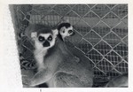 [1950/1970] Mother ring-tailed lemur and her young climbing on her back in their enclosure