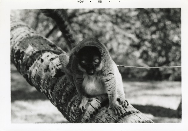 Brown lemur on a leash crawling on a tree branch at Crandon Park Zoo