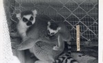 [1950/1970] Mother and child ring-tailed lemurs up against the fence in their enclosure at Crandon Park Zoo
