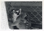 [1950/1970] Mother ring-tailed lemur with her young climbing on her back at Crandon Park Zoo