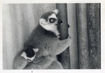 [1950/1970] Mother and child ring-tailed lemurs clutching a pole in their enclosure at Crandon Park Zoo