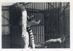 [1950/1970] Ring-tailed lemur climbing the walls of its enclosure at Crandon Park Zoo