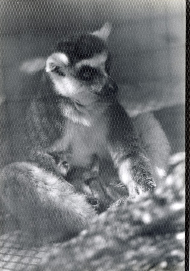 Mother ring-tailed lemur nursing her infant at Crandon Park Zoo
