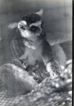 [1950/1970] Mother ring-tailed lemur nursing her infant at Crandon Park Zoo