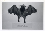 Buffy flower bat specimen displayed at Crandon Park Zoo