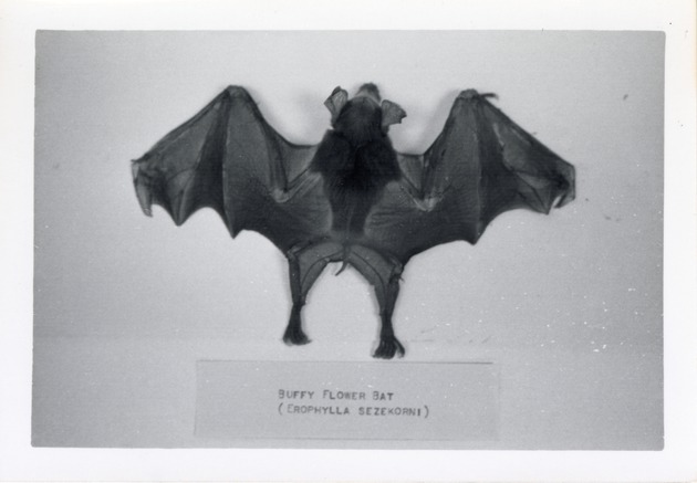 Buffy flower bat specimen on display at Crandon Park Zoo