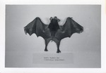 Buffy flower bat specimen displayed for viewing at Crandon Park Zoo