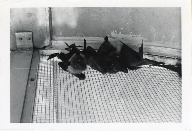 Flying fox fruit bats cuddled together hanging from their cage wall at Crandon Park Zoo