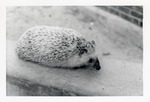 Hedgehog walking in its enclosure at Crandon Park Zoo