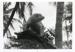 [1950/1970] Cuscus climbing on a log in its enclosure at Crandon Park Zoo