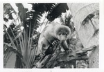 [1950/1970] Cuscus peering over the edge of a log in its enclosure at Crandon Park Zoo