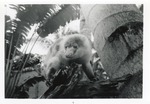 Cuscus crawling on the edge of a log in its enclosure at Crandon Park Zoo