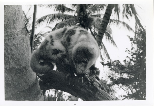 Cuscus leaning over the edge of a log in its enclosure at Crandon Park Zoo