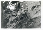 [1950/1970] Cuscus on a log looking out at their enclosure at Crandon Park Zoo